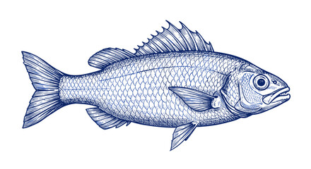 Fototapeta premium Detailed ink drawing of fish with scaled texture and finned details in vintage style
