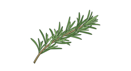 Realistic olive green rosemary sprig on white background