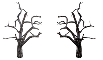 Real old tree on isolated transparent background, cut out. In real color and in black. Decor element. PNG