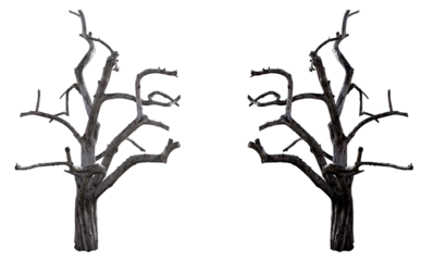 Real old tree on isolated transparent background, cut out. In real color and in black. Decor element. PNG