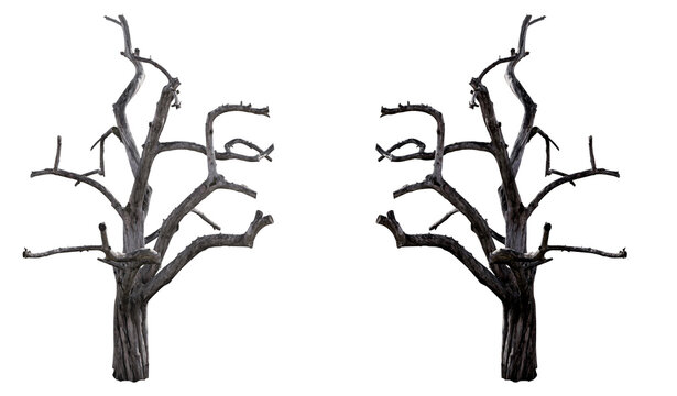Real old tree on isolated transparent background, cut out. In real color and in black. Decor element. PNG