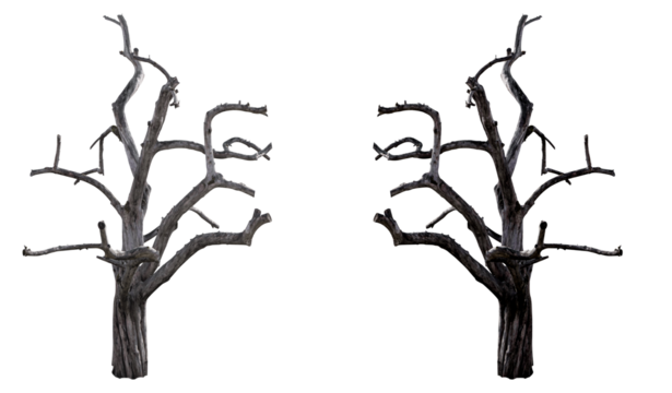 Real old tree on isolated transparent background, cut out. In real color and in black. Decor element. PNG