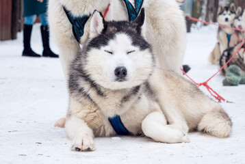 Husky rests on snow during a winter dog sledding activity in a remote location