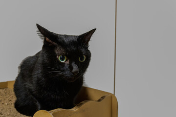 家の中で佇む黒猫