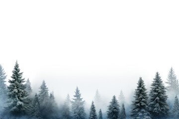 Misty forest with evergreen trees