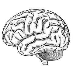 Human Brain Hand Drawn Anatomy Illustration
