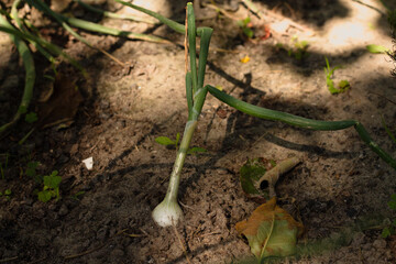 onion head looks out from under the ground, gardening on the farm
