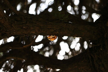 木漏れ日に透けるセミの抜け殻