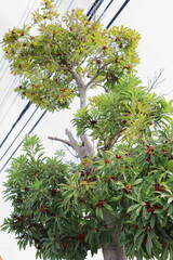 街路樹のヤマモモ