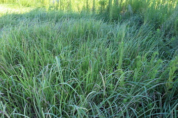 耕作放棄地に生い茂る雑草