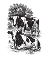 Vintage engraving of dairy cow standing under tree in countryside farmland scene, traditional agriculture illustration style.