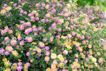 アテネの美しい風景
