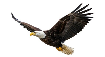 Obraz premium Majestic Bald Eagle Soaring Through the Sky with Wings Spread Wide
