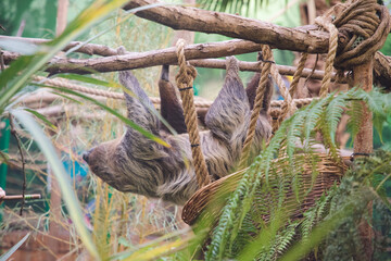 sloth at Edinburgh Zoo Scotland Wildlife Animal

