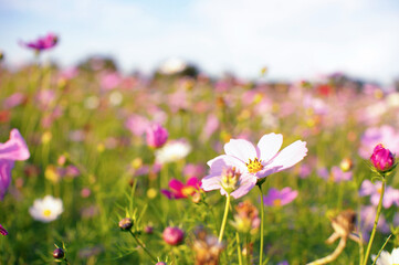 field of cosmos flowers
