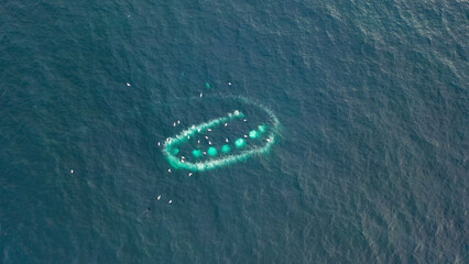 Humpback Whales, Megaptera novaeangliae, Bubble-Net feeding in Donegal Bay, Ireland