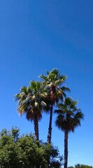 Fototapeta premium Three palm trees reach towards a clear blue sky, surrounded by lush green foliage below on a sunny day, suggesting a tropical or subtropical setting