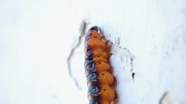 Caterpillar climbing vertical white wall, Cossus cossus insect