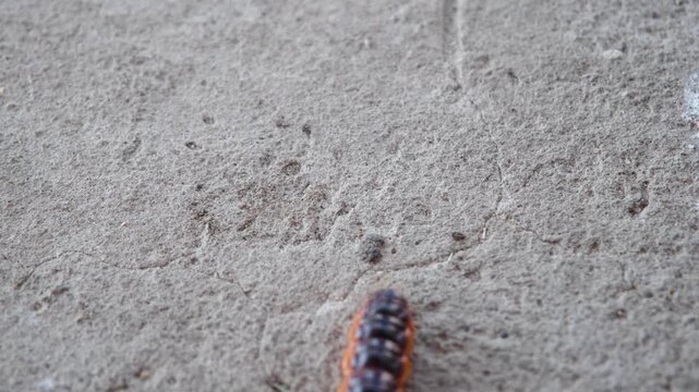 Cossus cossus caterpillar crawling on dry flat surface