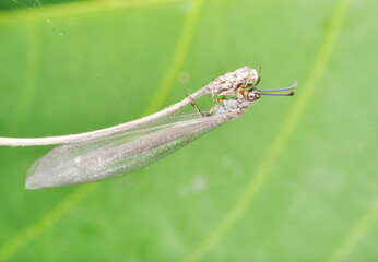 dragonfly on a leaf