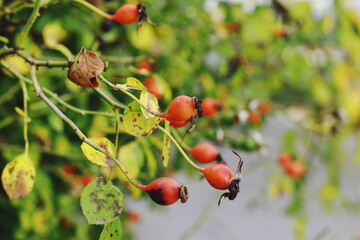 Close-up of rose hips with yellow-green leaves in autumn