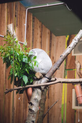 koala at Edinburgh Zoo Scotland Wildlife Animal
