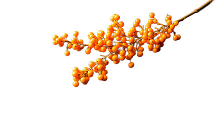 Branch with vibrant orange sea buckthorn berries on a white background with copy space