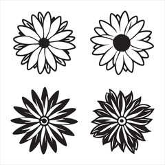 A Sunny Portrait of an African Daisy, an Elegant and Delicate Bloom with a Daisy-Like Shape, Perfect for a Garden or as a Cut Flower Arrangement