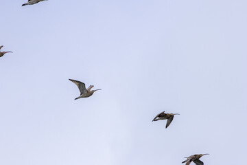 Eurasian Curlew (Numenius arquata) on Bull Island, Dublin. Commonly found in Europe and Asia.