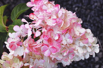 Close-up of pink and white hydrangea flowers on dark gravel background