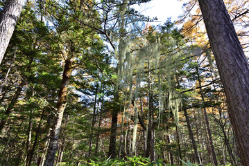 Fototapeta premium Kamikochi is a popular destination for hiking, camping and wildlife watching in the Northern Japan Alps