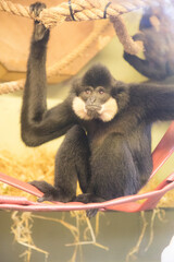 monkey at Edinburgh Zoo Scotland Wildlife Animal
