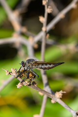Robber Fly Predation Scene with Bee