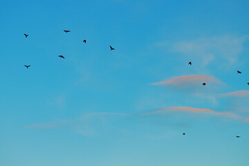 Flock of birds flying in the evening sky with soft pink clouds and blue background