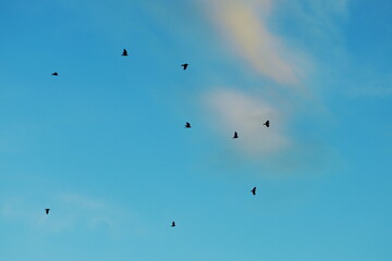 Flock of birds flying in the evening sky with soft pink clouds and blue background