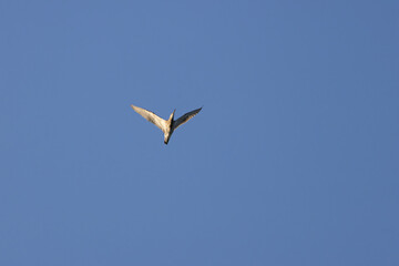 Eurasian Curlew (Numenius arquata) on Bull Island, Dublin. Commonly found in Europe and Asia.