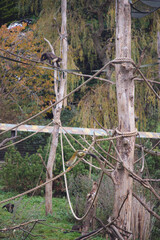 Fototapeta premium monkey at Edinburgh Zoo Scotland Wildlife Animal 