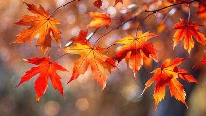 Autumn leaves on tree branches with warm colors and bokeh background. Nature and seasonal change. Fall foliage. The beauty of autumn.