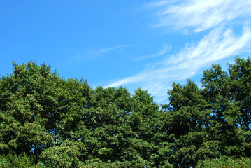 the tops of tall trees of an alder grove against a blue sky with white clouds