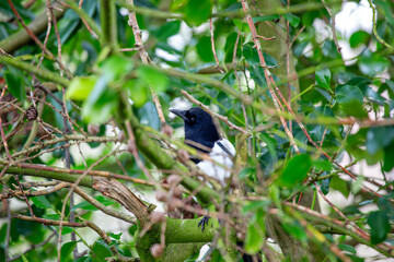 Magpie (Pica pica) in National Botanic Gardens, Dublin. Found in Europe and Asia.