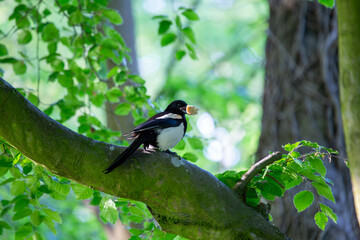 Magpie (Pica pica) in National Botanic Gardens, Dublin. Found in Europe and Asia.