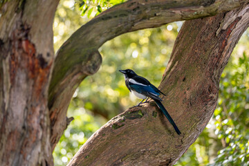 Magpie (Pica pica) in National Botanic Gardens, Dublin. Found in Europe and Asia.