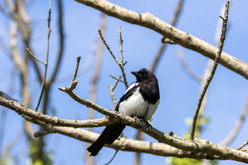 Magpie (Pica pica) in National Botanic Gardens, Dublin. Found in Europe and Asia.
