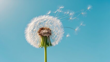 Obraz premium A dandelion seed head releasing seeds against a blue sky background.