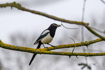 Magpie (Pica pica) in National Botanic Gardens, Dublin. Found in Europe and Asia.