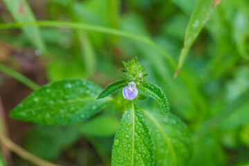 秋の森　紫のキツネノマゴの花のマクロ撮影01