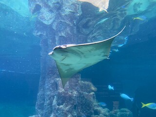 Ray fish in aquarium © Moni Pol