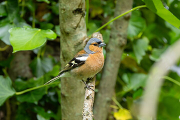 Male Chaffinch (Fringilla coelebs) in Botanic Gardens. Commonly found in Europe and North Africa.