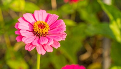 Obraz premium Close-up of a pink zinnia flower