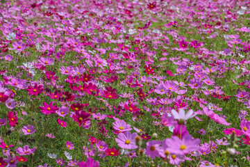 colorful pink and white cosmos flower garden field in sunshine